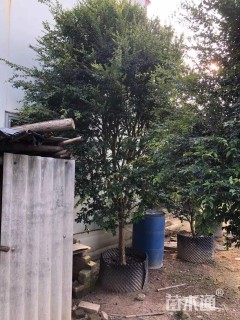 高度400厘米嘉宝果