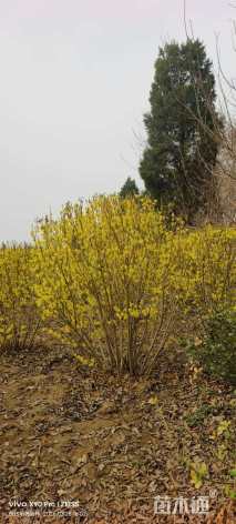 冠幅100厘米连翘球