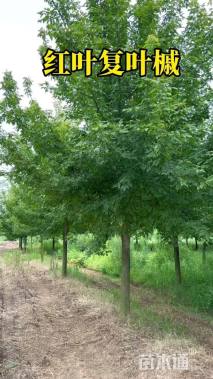 12公分红叶复叶槭