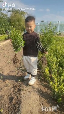 高度30厘米小叶黄杨