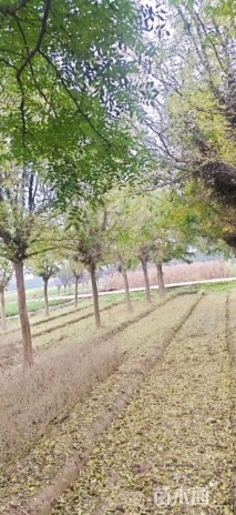18公分皂荚