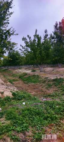 高度600厘米丛生元宝枫