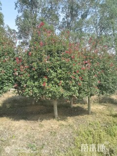 12公分红叶石楠