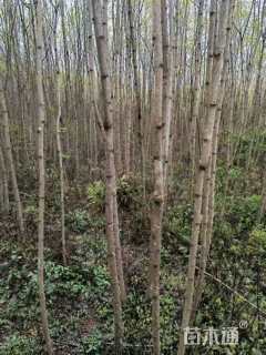 3公分刺槐