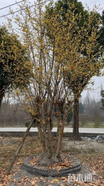 高度500厘米蜡梅