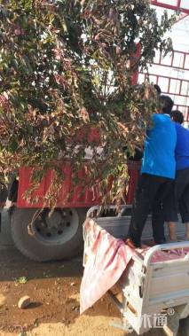 6公分红叶碧桃