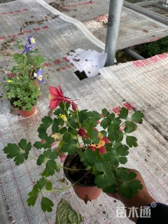 高度20厘米耧斗菜