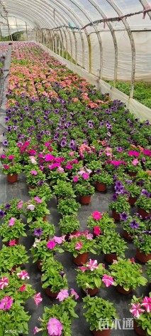 高度30厘米矮牵牛