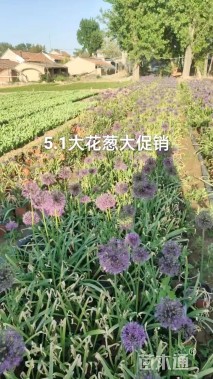 高度30厘米大花葱