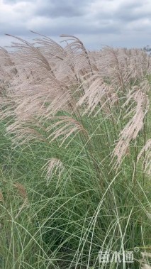 高度70厘米细叶芒