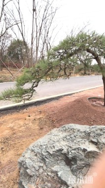 高度220厘米庭院松