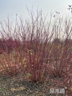 高度80厘米偃伏梾木