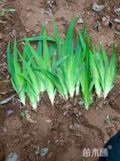 高度30厘米常绿彩虹鸢尾