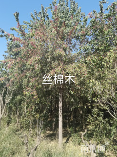 8公分丝棉木