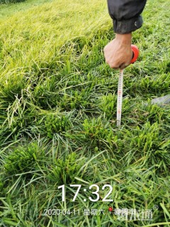 高度15厘米细叶麦冬草