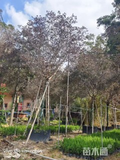 冠幅300厘米红花继木球