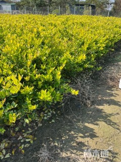 高度40厘米金森女贞