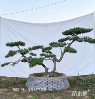 25公分造型黑松