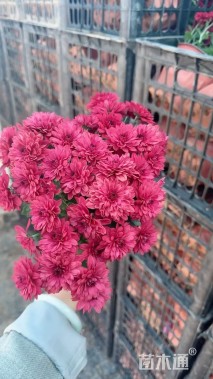 高度20厘米球菊