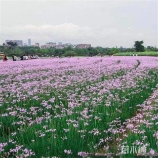 高度35厘米紫娇花