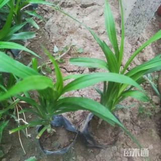 高度80厘米吉祥草