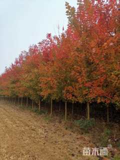 10公分美国红枫