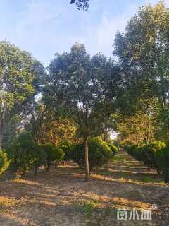 16公分大叶女贞