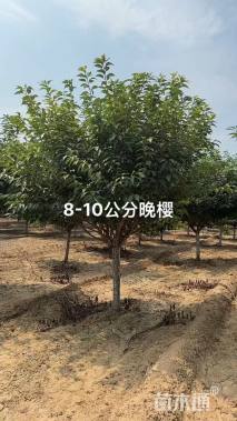 8公分樱花