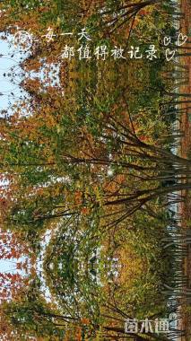 高度550厘米丛生五角枫