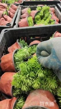 高度10厘米佛甲草