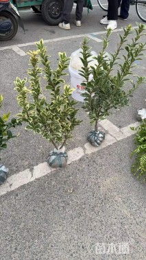 高度30厘米金边黄杨