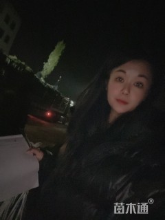 高度300厘米蜀桧