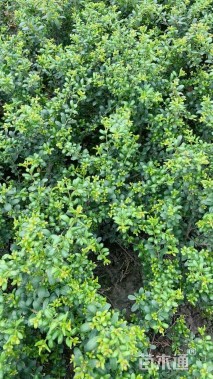 高度40厘米龟甲冬青