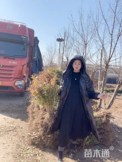 高度50厘米金叶女贞小苗