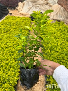 高度15厘米金叶假连翘