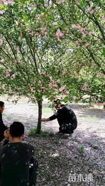 11公分垂丝海棠