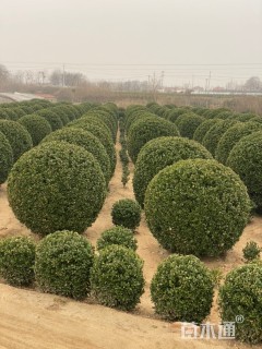 冠幅230厘米大叶黄杨球