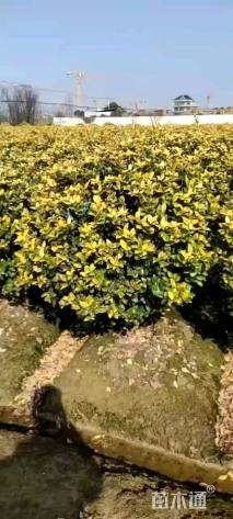 冠幅150厘米金森女贞球