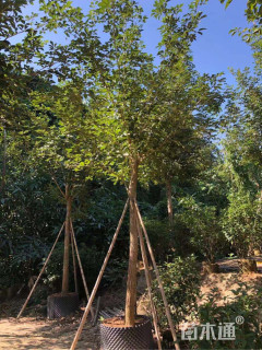 12公分黄花风铃木