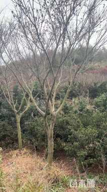 10公分红枫