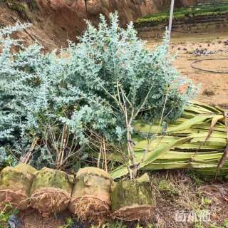 高度100厘米银叶金合欢