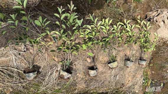 0.5公分红叶石楠