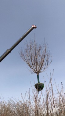 12公分早樱