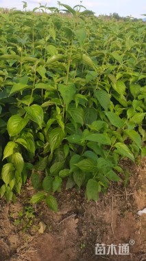 0.5公分巨紫荆