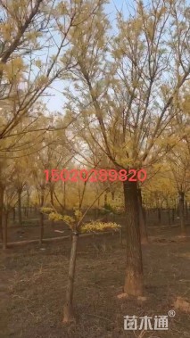 18公分黄金槐