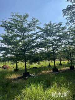 12公分小叶榄仁