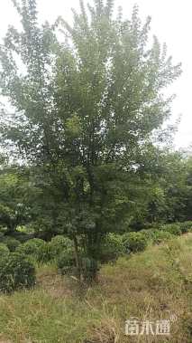高度550厘米丛生三角枫