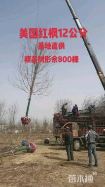 12公分美国红枫