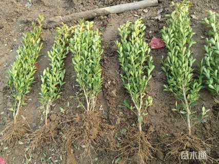 高度30厘米高山黄杨