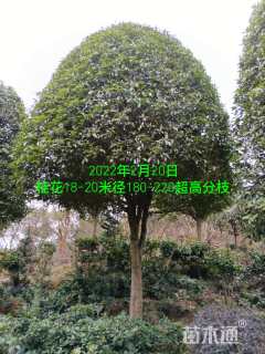 20公分桂花